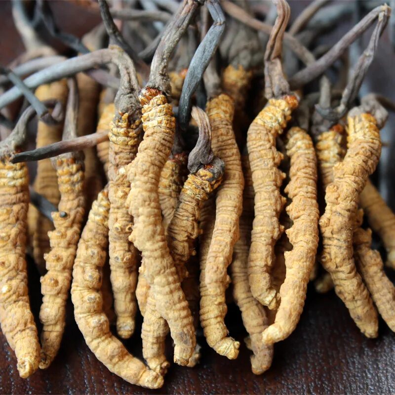 Кордицепс китайский. Кордицепс sinensis. Кордицепс китайский "Cordyceps sinensis". Грибы Ярсагумба кордицепс. Гриб кордицепс лечебные