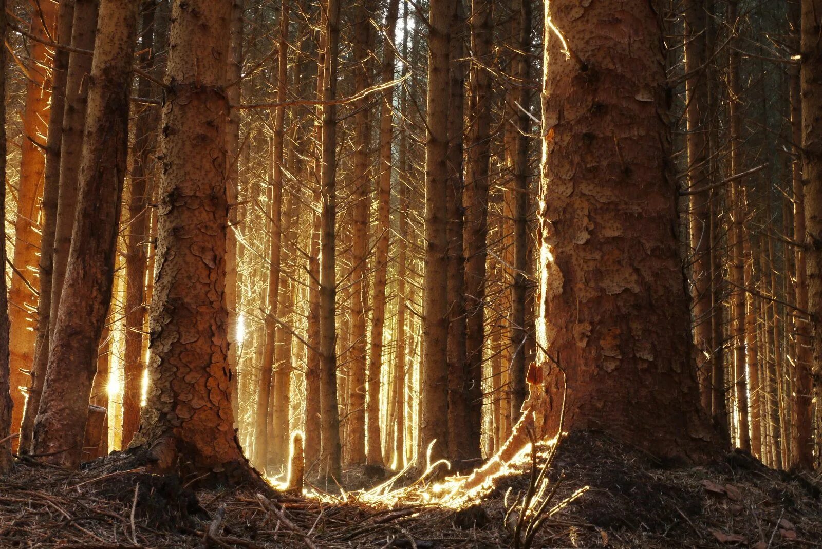 Ассоциативный лес. The forest логотип. Эмблема с лесом. Ассоциативный лес. Лесных ассоциаций.
