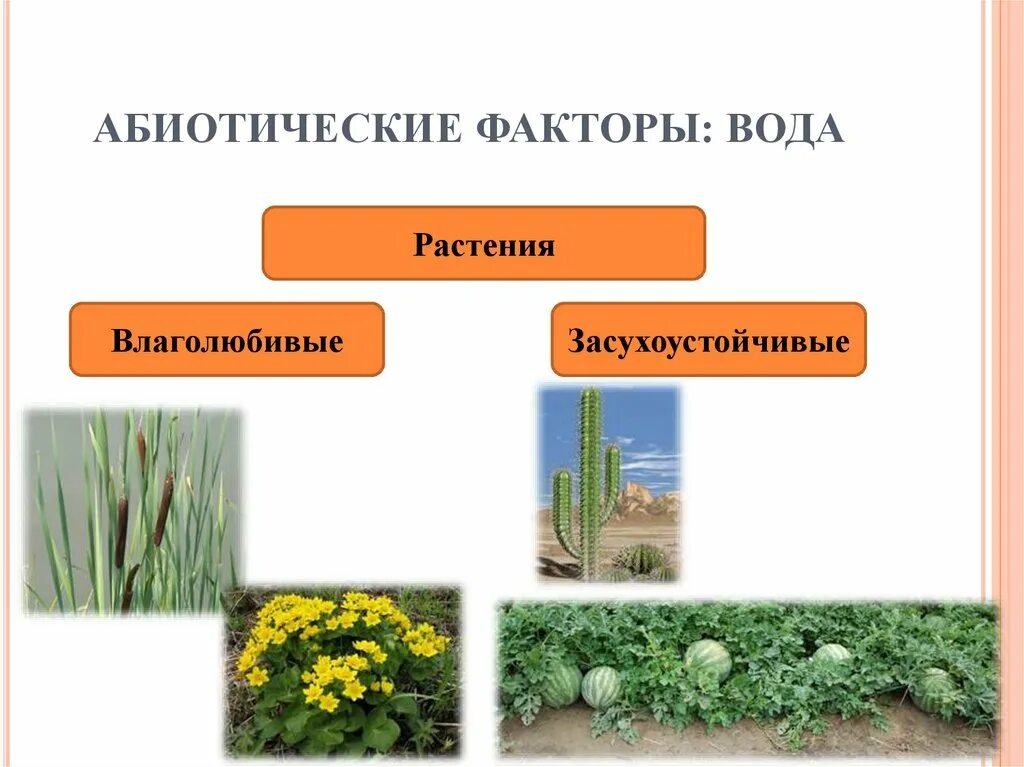 Влияние абиотических факторов на растения. Влияние абиотических факторов на организмы. Абиотические факторы растений. Абиотические факторы вода.