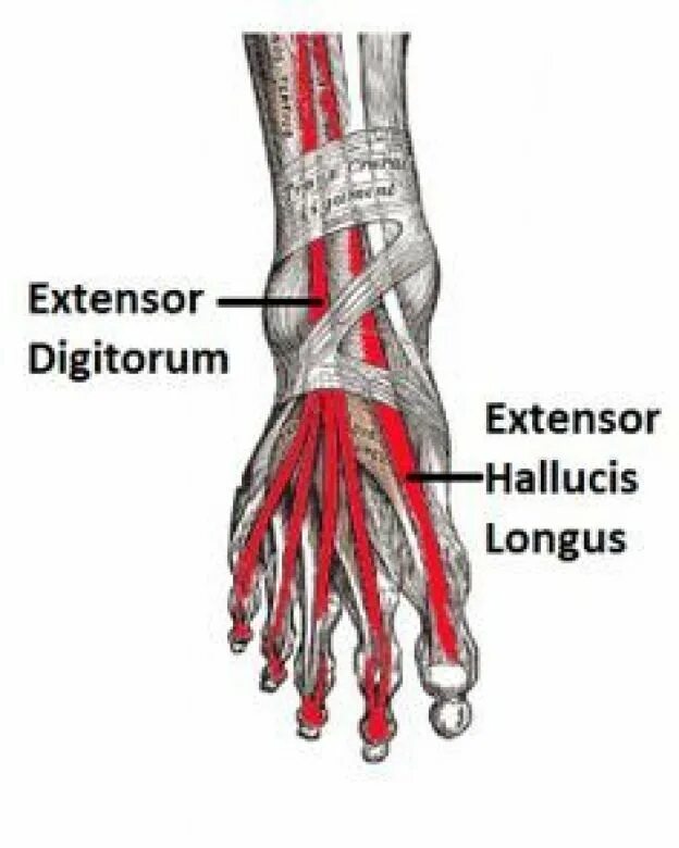 Extensor digitorum longus. Extensor digitorum нога.