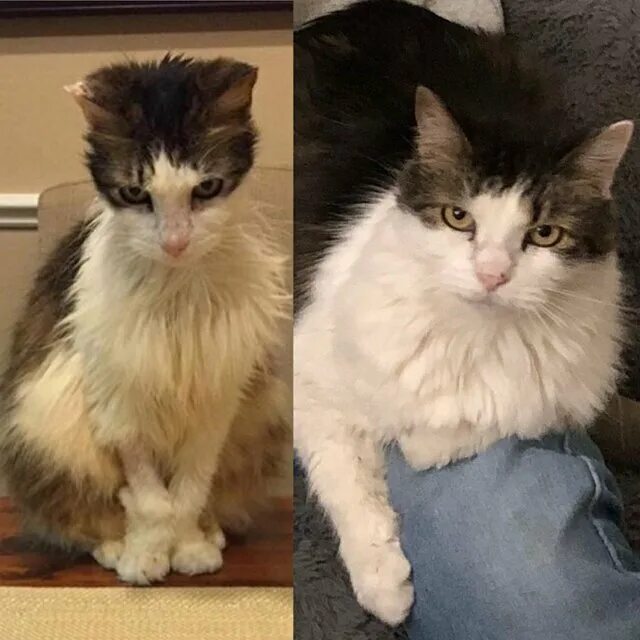 Бездомные коты до и после. Кот до и после. Котята до и после. Уличные кошки до и после.
