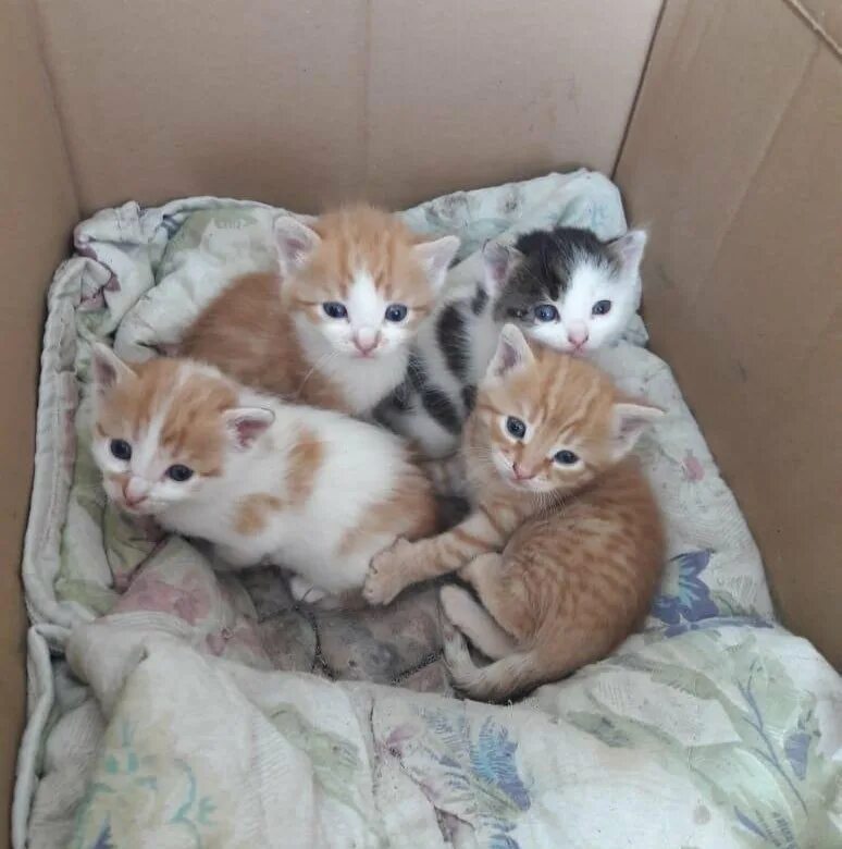 Котята авито кисловодск в добрые руки