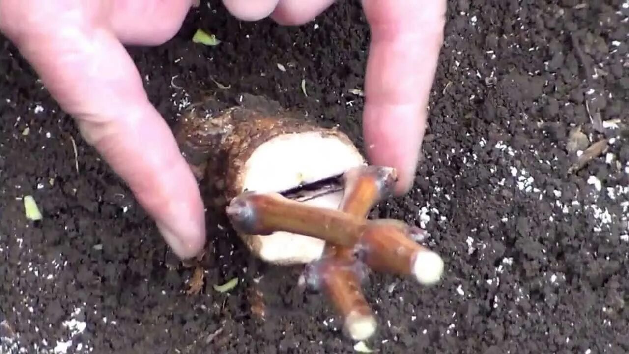 Прививка винограда весной для начинающих на старый куст. Прививка винограда в расщеп. Весенняя прививка винограда окулировка. Прививка винограда осенью. Прививка виноградной лозы.