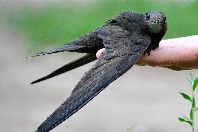 Как выглядит стриж фото Common swift Lunds Universitet