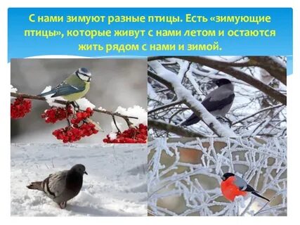 Зимующие птицы нашего края