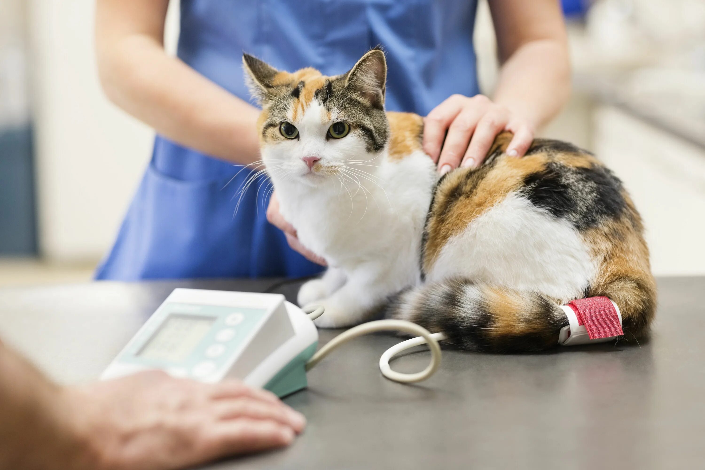 Ветеринар для кошки отзывы