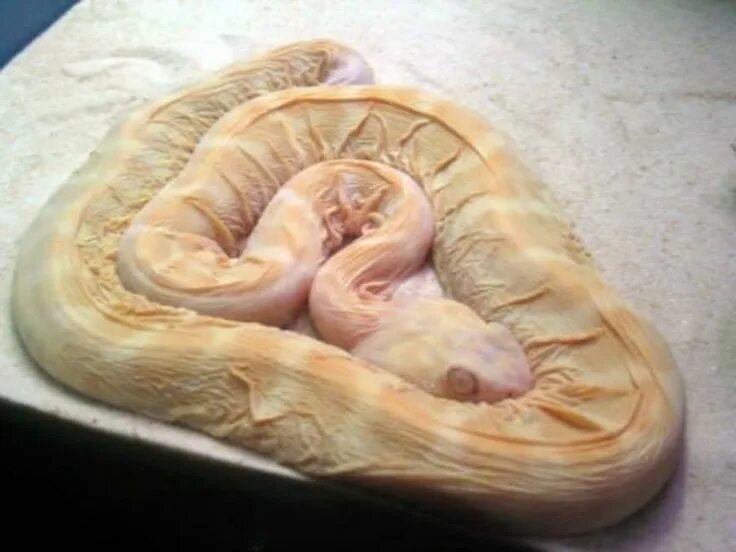 Змея без чешуи. Королевский питон без чешуи. королевский питон scaleless. гремучая змея без чешуи.