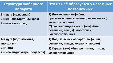 Хрящевые жаберные дуги