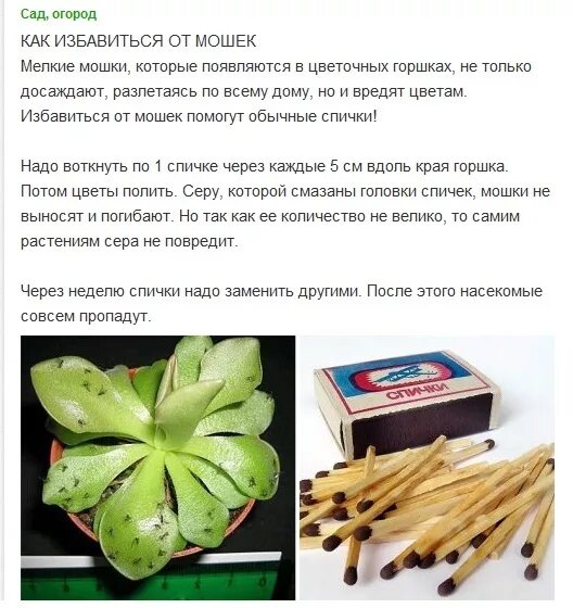 Как убрать мошек из цветов. Препарат от мошек в цветочных горшках. как избавиться от цветочных мошек. эффективное средство от мошек в комнатных цветах. как избавиться от мошек в цветочных горшках.