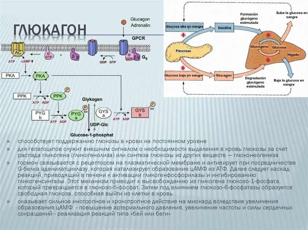 Печень какие гормоны. Влияние инсулина на Синтез гликогена. Гормон глюкагон в печени. Глюкагон угнетает Синтез гликогена. Влияние глюкагона на уровень Глюкозы в крови.