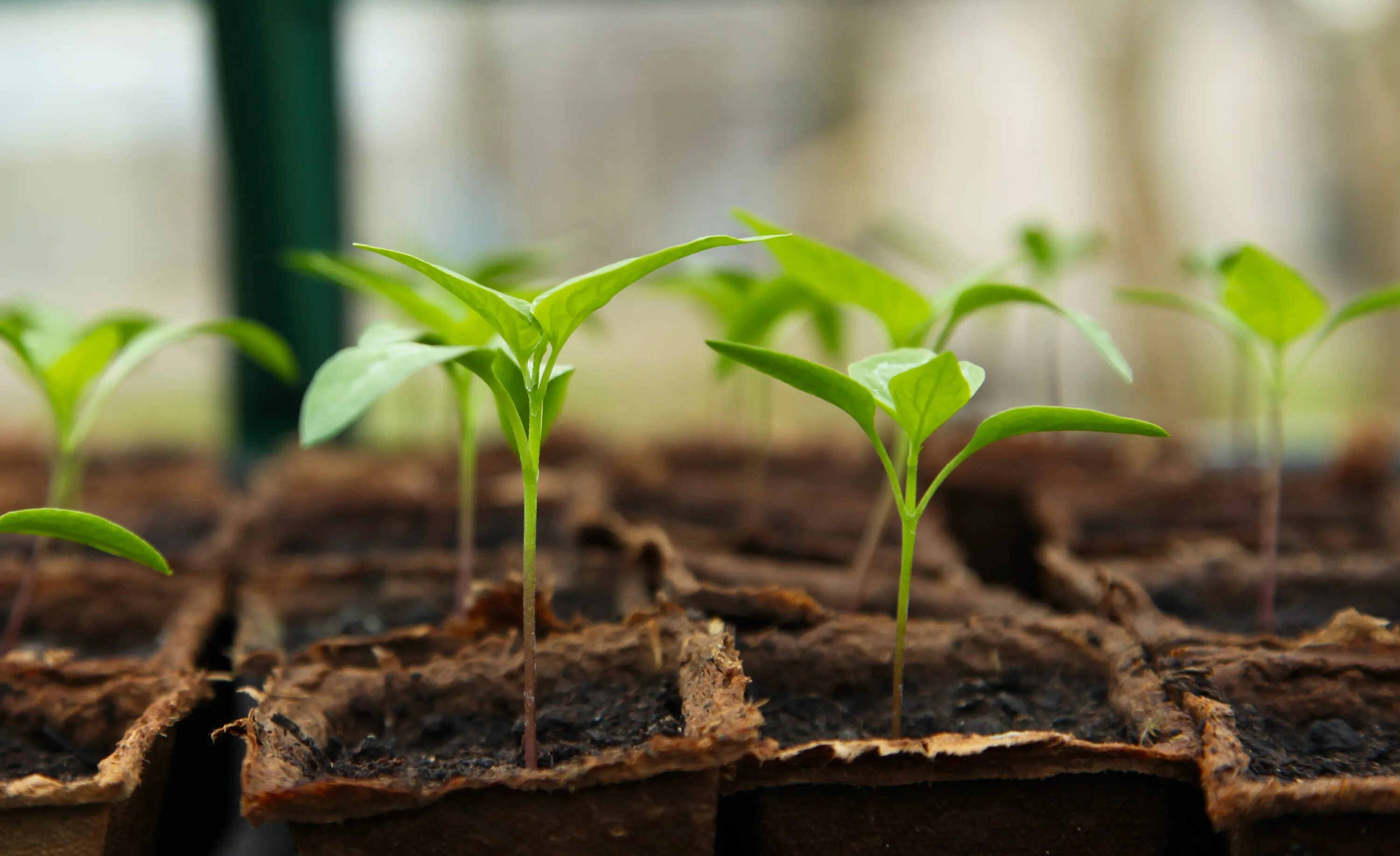 Пикировка рассады перца в марте 2024 года. Пикировка томатов. Seedling «рассада». Рассада белокочанной капусты. Рассада черри пикировка.