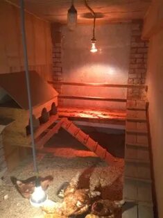 Какой обогреватель лучше в курятник