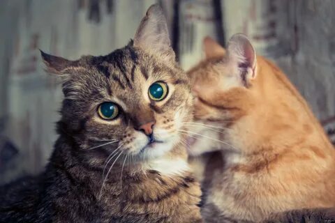 Уважаемый кот