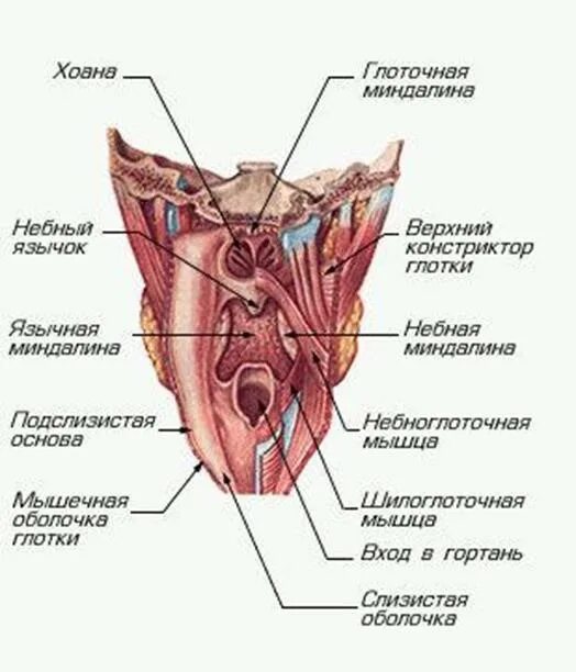 Глотка анатомия строение стенок. Строение стенки гортани анатомия. Строение стенки глотки анатомия оболочки. Анатомия человека глотка функции. Глотка схема