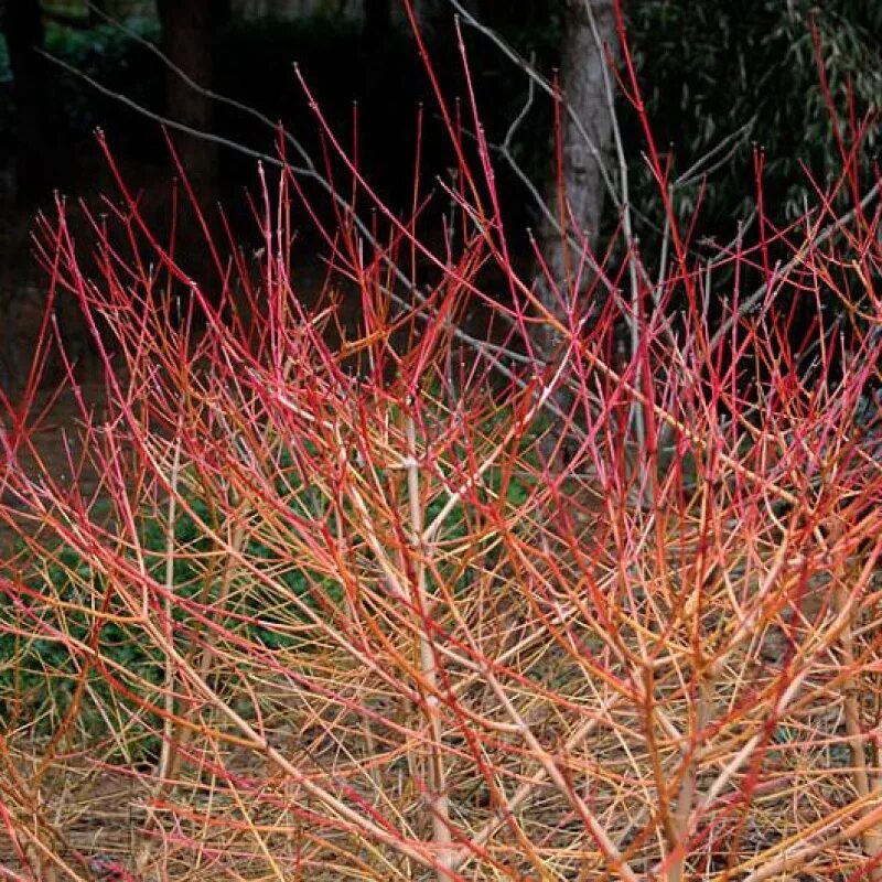 Дерен красный описание. Дерен кроваво-красный Winter Beauty. Дерен Cornus sanguinea. Дерен Винтер Бьюти. Дёрен красный (Свидина кроваво-красная).