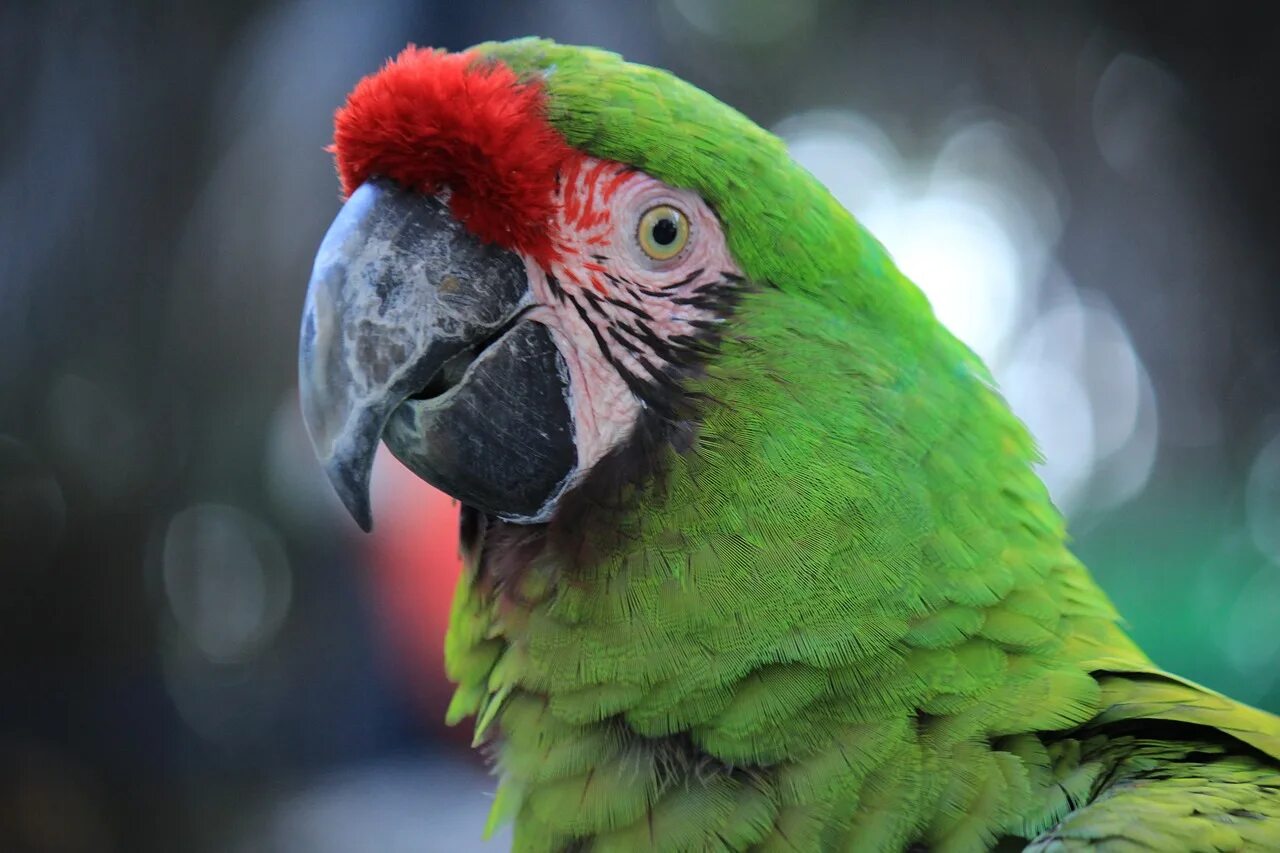 Кто такой попугай. Амазон попугай. Попугай ара. Амазон попугай красный. Попугай красно зеленый ара.
