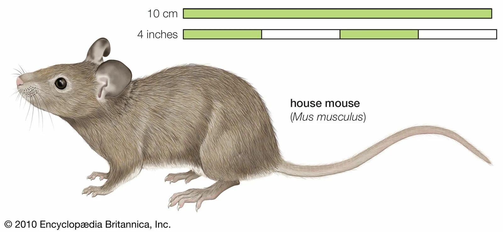 Экспериментатор поместил домовую мышь. Mus musculus домовая мышь. Домовая мышь строение. Домовая мышь на белом фоне. Мышь домовая mus musculus  рисунок.