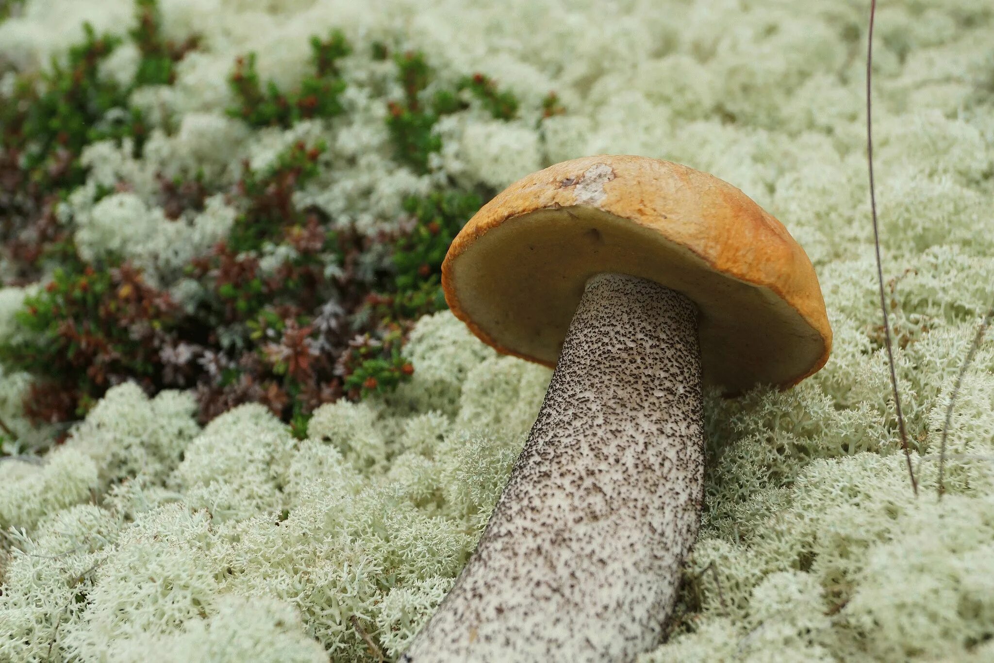 известно что подосиновик съедобный. строение подосиновика. шляпочные грибы подберезовик. шляпочные грибы 5 класс биология. обабок и красноголовик.