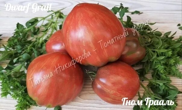 Томат sart roloise. Томат гном балканский тигр. Гном грааль томат семена. Томат гном гном грааль. Томат грааль.