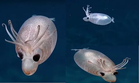 The adorable “Piggy Squid” was discovered by scientists more than 1,000 miles south of Hawaii on a deep-sea expedition 4,600 feet below sea level.