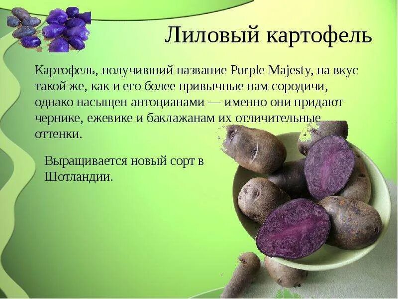 Картофель витязь. Картофель какой вкус. Картофель сорт прайм. Фиолетовая картошка. Брянский деликатес картофель.