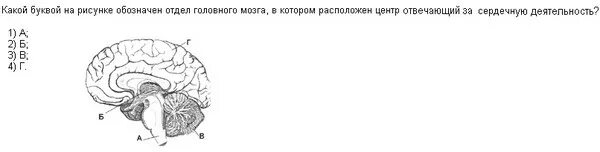 Какой отдел изображен на рисунке