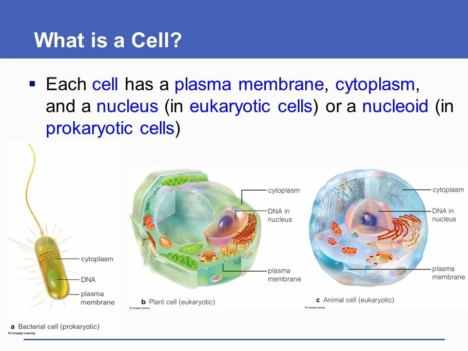 What is Cell. Cytoplasm function. What is Cell Biology. Cell structure & function. Each cell