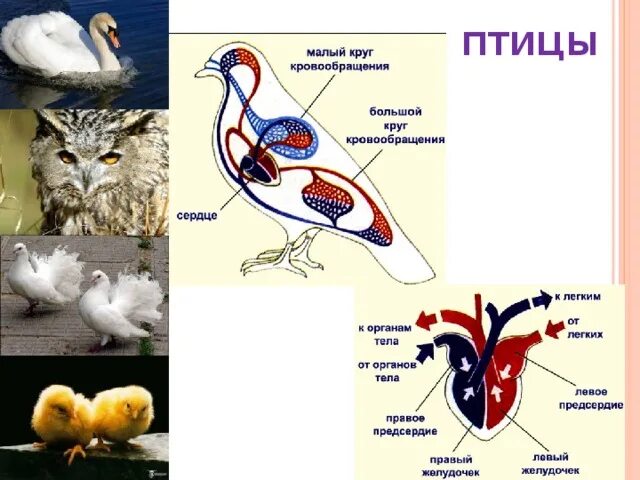 Большой и малый круг кровообращения у птиц. Малый круг кровообращения у птиц. Большой круг кровообращения у птиц. Большой круг кровообращения у птиц схема. Органы кровообращения у птиц
