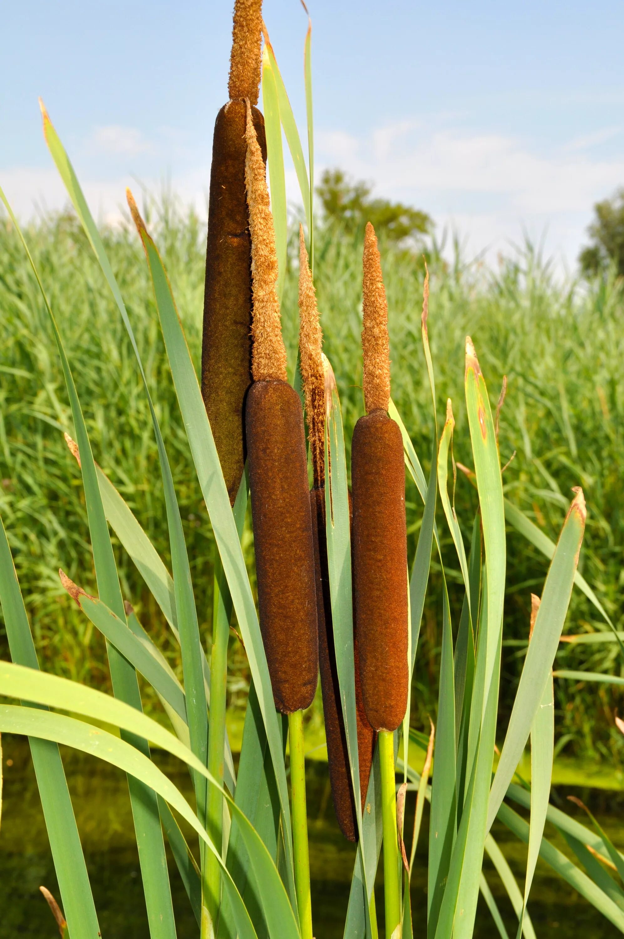 Камыш растение фото. Камыш рогоз чакан. Рогоз узколистный (Typha angustifolia l.). Очерет рогоз , камыш. Рогоз широколистный.