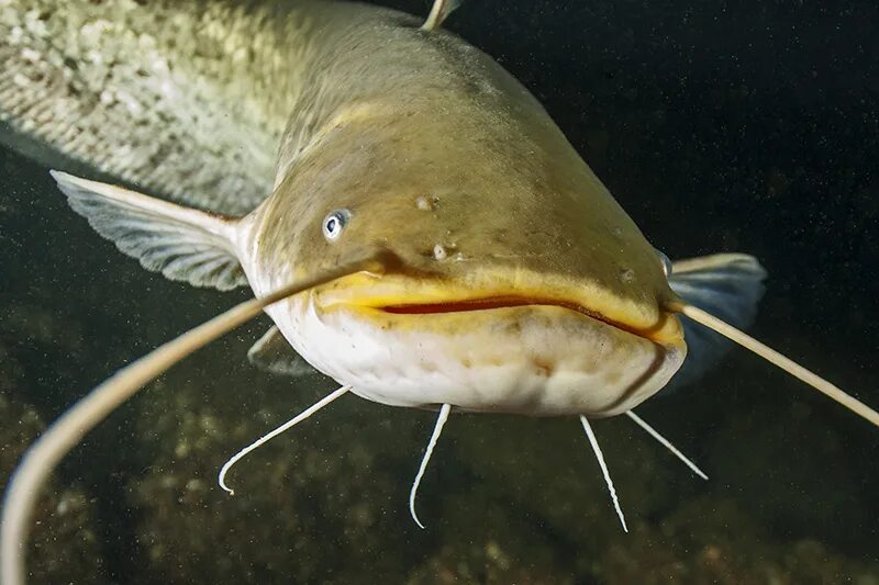 Сом фото. Зубатка (Silurus GLANIS). Сомы кэтфиш. Catfish, Silurus. Обыкновенный сом.