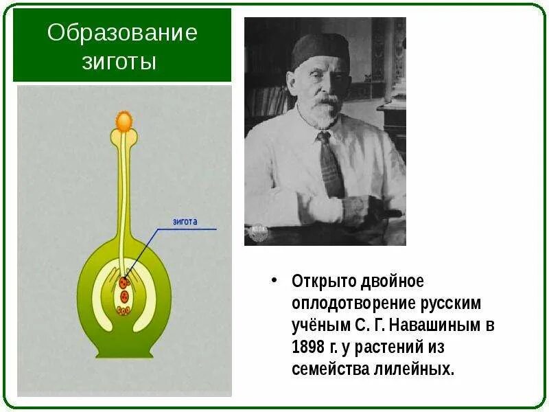 Процесс двойного оплодотворения цветковых. Двойное оплодотворение открыто. Этапы двойного оплодотворения. Оплодотворение растений. Двойное оплодотворение 6 класс биология.