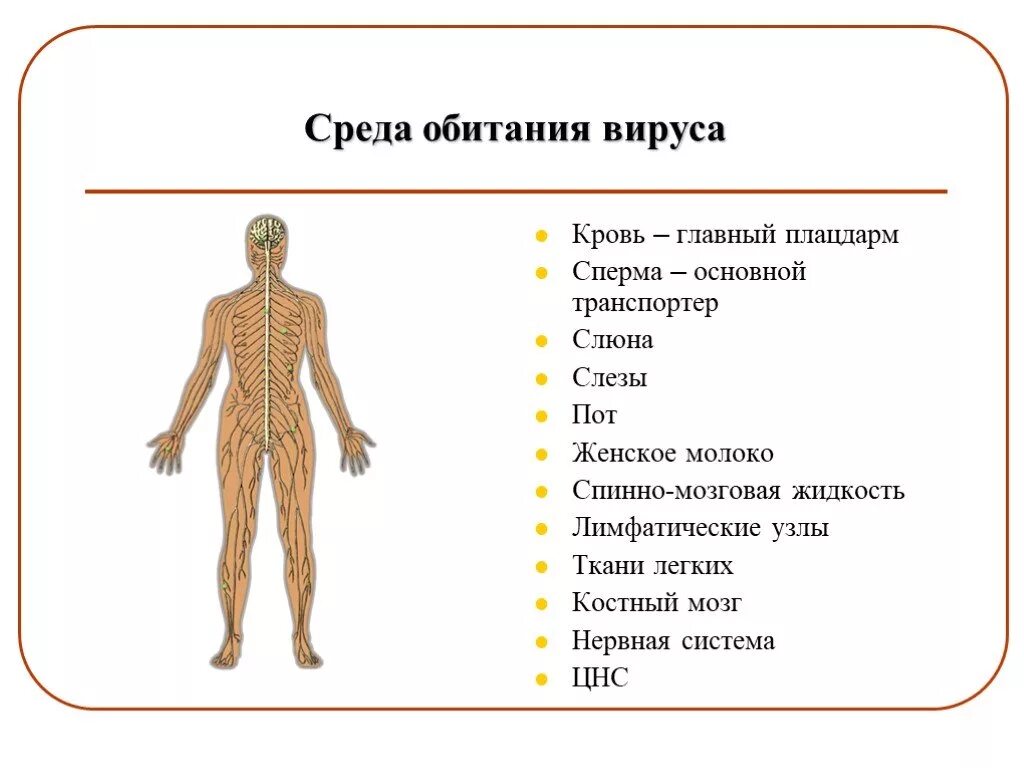 В какой среде обитают вирусы