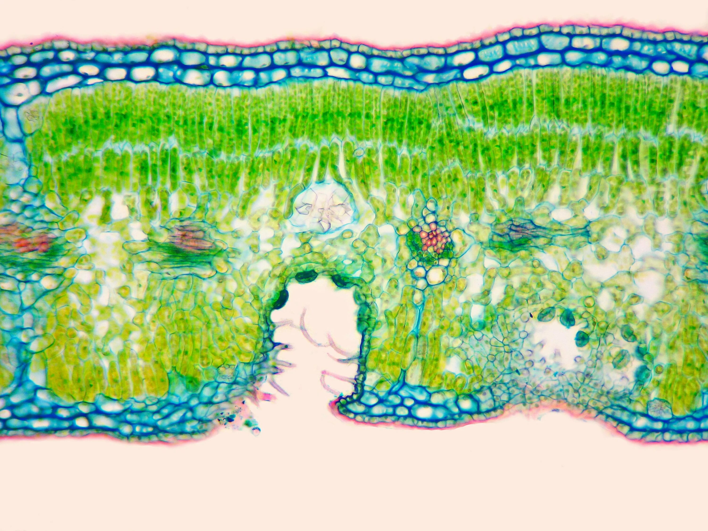 Микрофотография среза листа