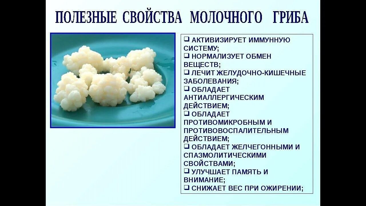 Свойство молочного гриба