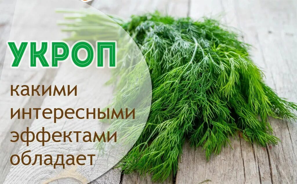 Семена укропа польза и вред применение. Укроп. Что полезного в укропе. Чем полезен укроп. Поле укропа.