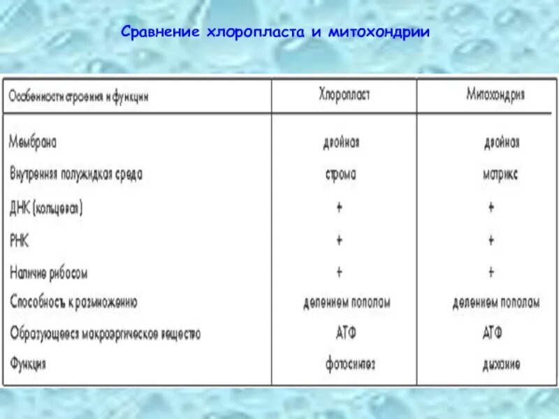 Признаки митохондрий и хлоропластов. Сравнить митохондрии и хлоропласты. Сравните строение и функции митохондрий и хлоропластов. Сравнительная характеристика митохондрий и хлоропластов. Сравнение функции и строения пластид и митохондрий.