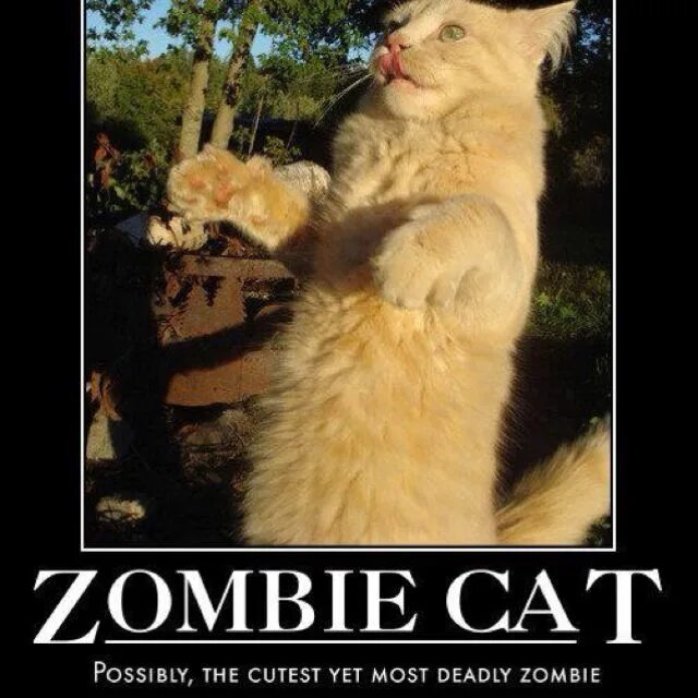 Страшная табличка. Зомби коты игра. Как выглядит кошка зомби. Zombie cats перевод. Зомби котята игра.
