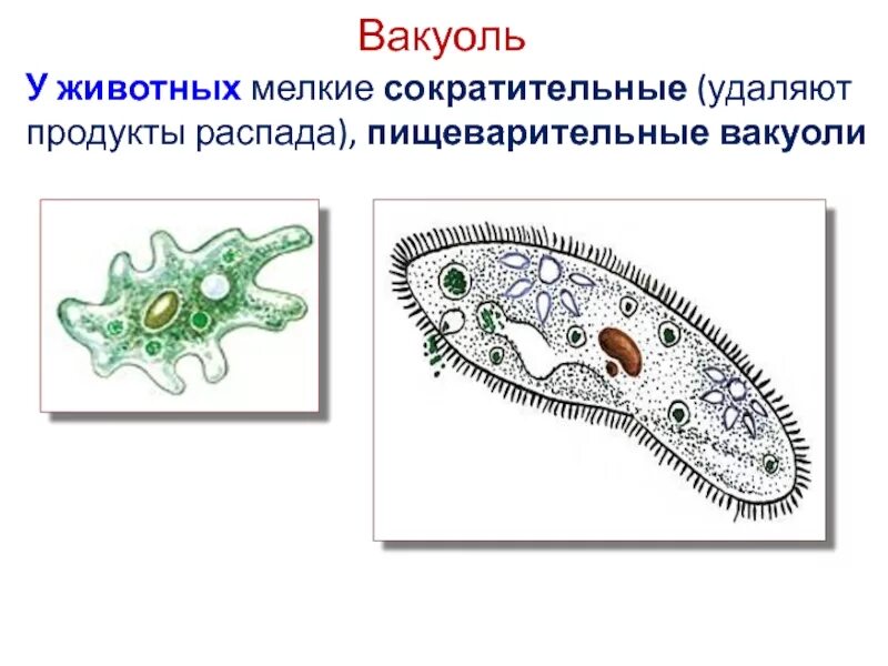 Амеба сократительные вакуоли. Сократительная и пищеварительная вакуоль. Пищеварительные вакуоли у простейших. Пищеварительная вакуоль мембрана.