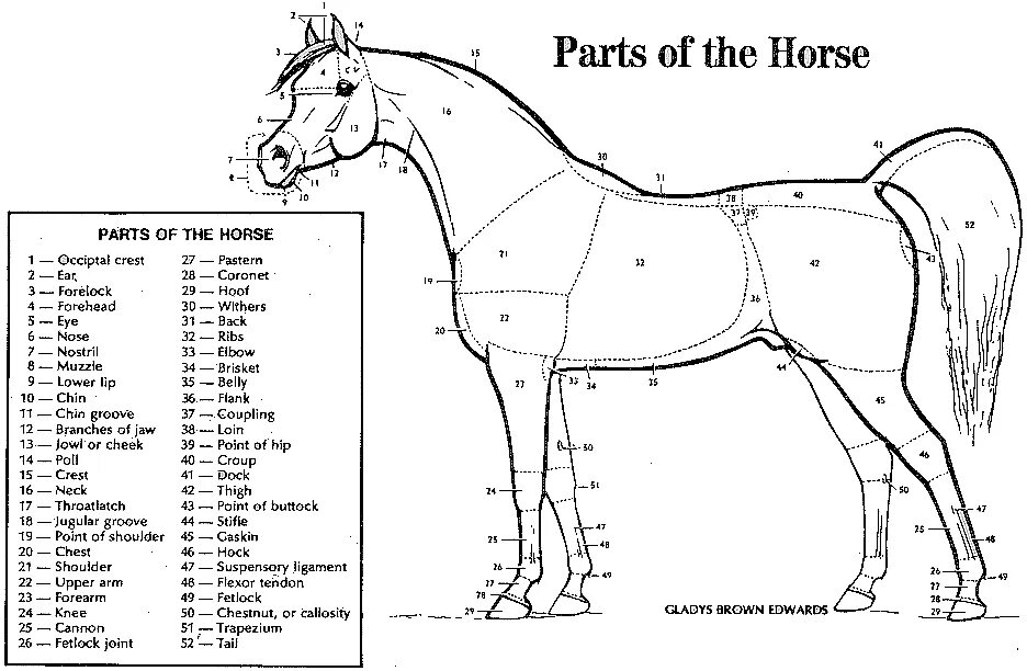 Лошадка по английски. Экстерьер лошади схема с обозначениями. Части тела лошади названия. Части тела лошади на английском языке. Анатомия лошади части тела.