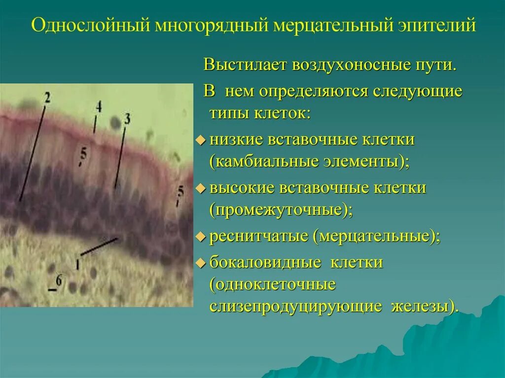 Функции мерцательного эпителия ткани
