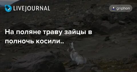 Песня зайцы в полночь