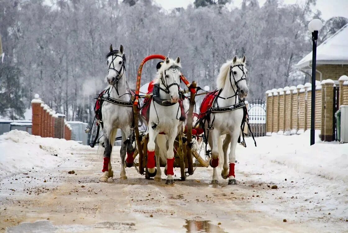 дача деда мороза ворсма. тройка деда мороза великий устюг. великий устюг зимой. русская тройка запряжка лошадей. сани деда мороза в великом устюге.