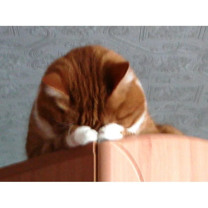 Смотрю на нее не смыкая