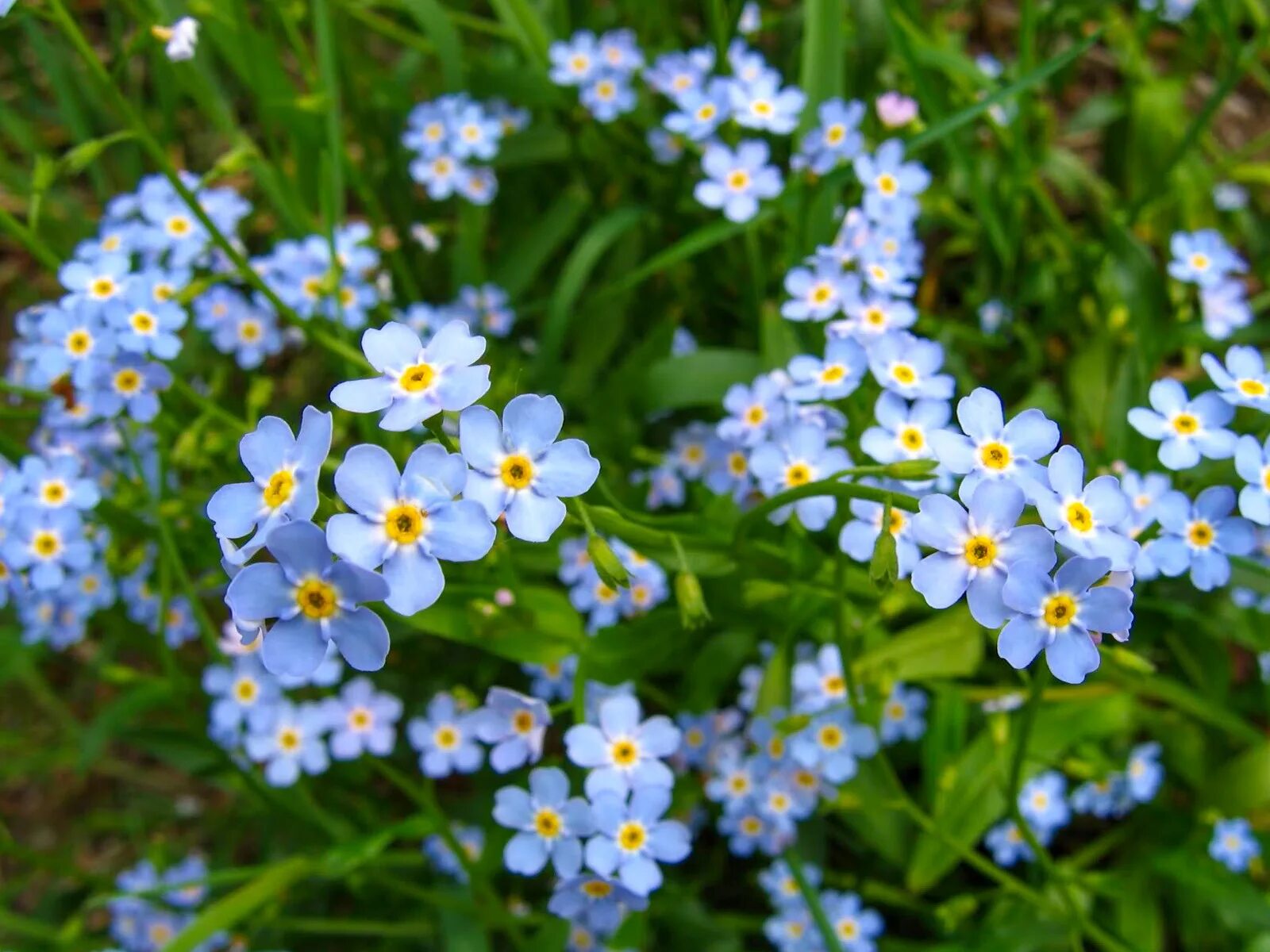 Незабудка одна минутка слушать. Незабудка альпийская (myosotis alpestris). незабудка мелкоцветковая. незабудка лесная полянка. незабудка полевая (myosotis arvensis).