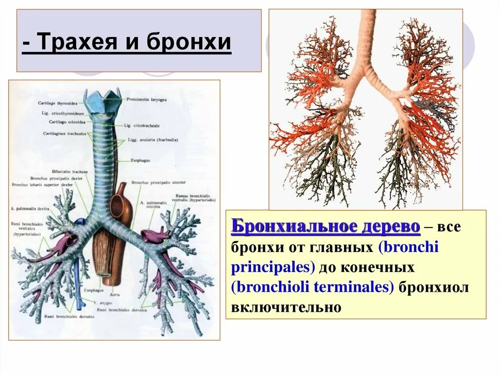 Бронхи на латыни. Трахея бронхи бронхиальное дерево. Трахея и бронхи строение анатомия. Трахея и бронхи строение бронхиального дерева. Строение трахеи т бронх.