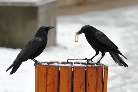 Умные грачи