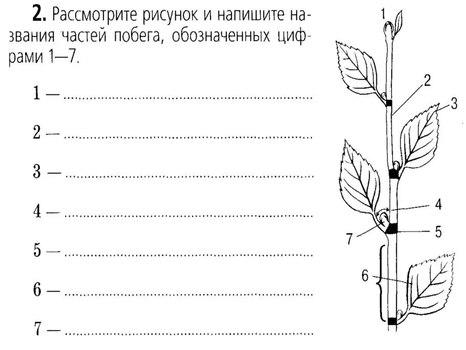 Побег задания 6 класс биология