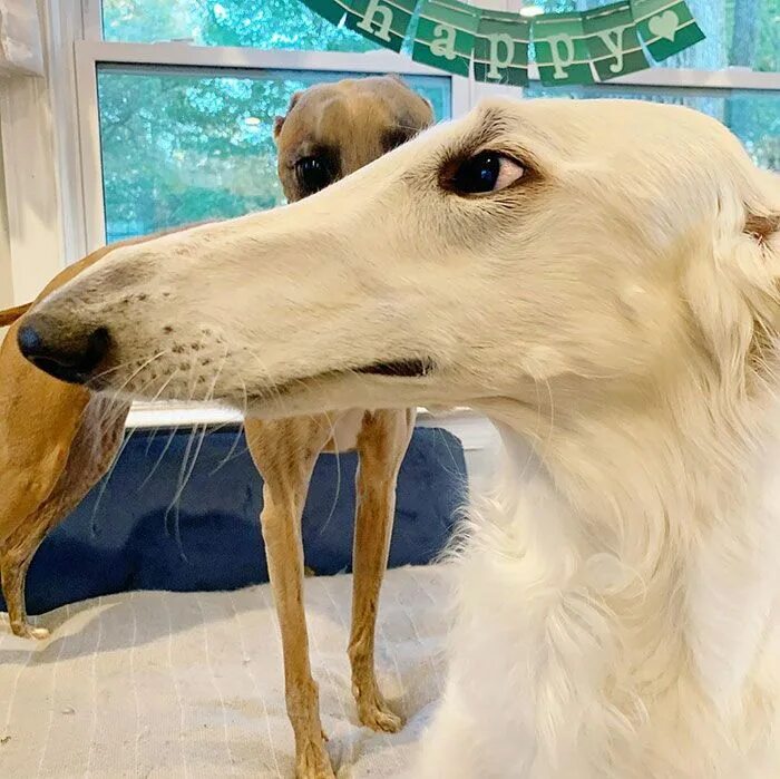 Internet Adores This Very Long Dog With Even Longer 12.2-Inch Snout (30 Pics) Bo