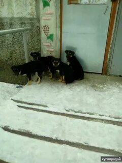 Собаки курган