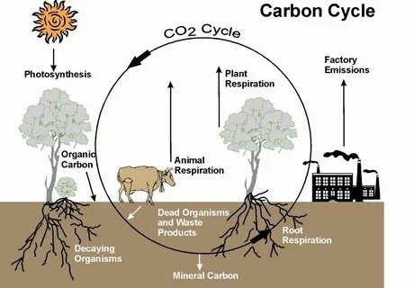 Co2 plants